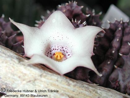 Huernia quinta Strydammtunnel 1 – Asclepidarium