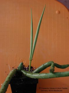Huernia recondita Frucht – Asclepidarium