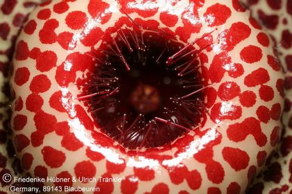 Huernia reticulata (Klawer Bridge, RSA) (FH08,081) 002 – Asclepidarium