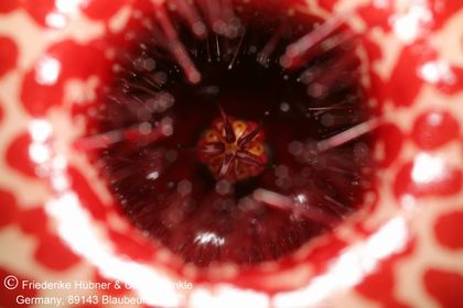 Huernia reticulata (Klawer Bridge, RSA) (FH08,081) 003 – Asclepidarium