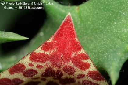 Huernia reticulata (Klawer Bridge, RSA) (FH08,081) 005 – Asclepidarium