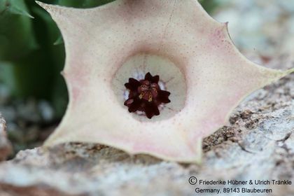 Huernia rosea helle Form 001 – Asclepidarium