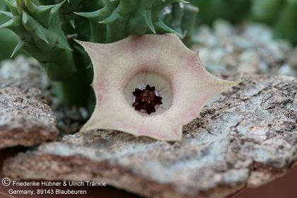 Huernia rosea helle Form 002 – Asclepidarium