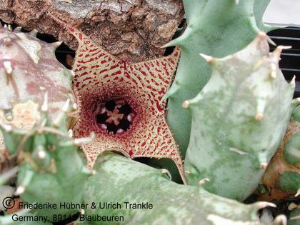 Huernia saudi-arabica 2 – Asclepidarium