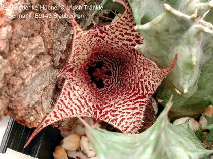 Huernia saudi-arabica (FH04,010) 1 – Asclepidarium
