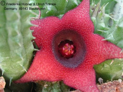 Huernia schneideriana 4 – Asclepidarium
