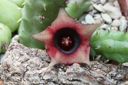 Huernia schneideriana (FH05,023) 003 – Asclepidarium