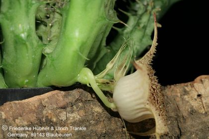 Huernia sp. aff saudi-arabica (Colonette 7707) (FH04,015) 005 – Asclepidarium