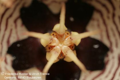 Huernia sp. aff saudi-arabica (Colonette 7707) (FH04,015) 008 – Asclepidarium