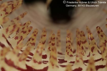 Huernia sp. aff saudi-arabica (Colonette 7707) (FH04,015) 010 – Asclepidarium