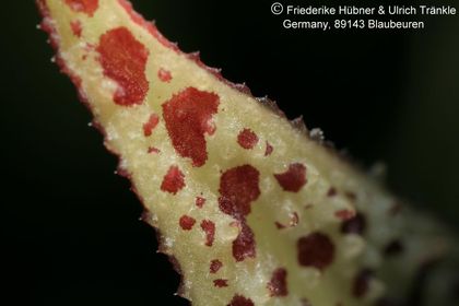 Huernia sp. aff saudi-arabica (Colonette 7707) (FH04,015) 011 – Asclepidarium