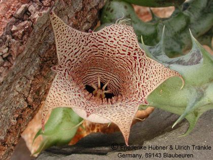 Huernia sp. aff saudi-arabica (Colonette 7707) (FH04,015) 2 – Asclepidarium