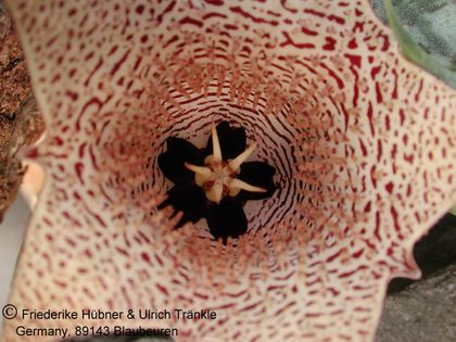 Huernia sp. aff saudi-arabica (Colonette 7707) (FH04,015) 4 – Asclepidarium