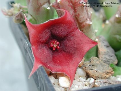 Huernia sp als H occulata gekauft 2 – Asclepidarium