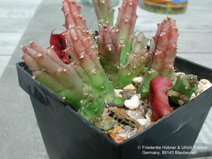 Huernia sp als H occulata gekauft 3 – Asclepidarium
