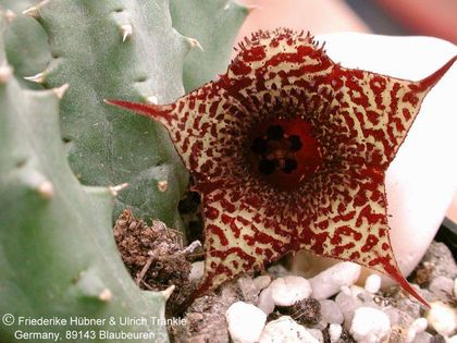 Huernia sp. 'Angola' 1 – Asclepidarium