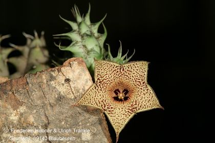Huernia Specks 18 (FH08,073) 001 – Asclepidarium