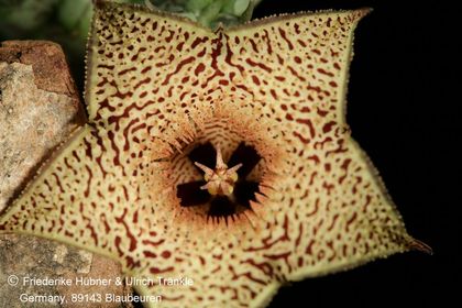 Huernia Specks 18 (FH08,073) 005 – Asclepidarium