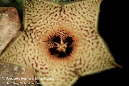 Huernia Specks 18 (FH08,073) 006 – Asclepidarium