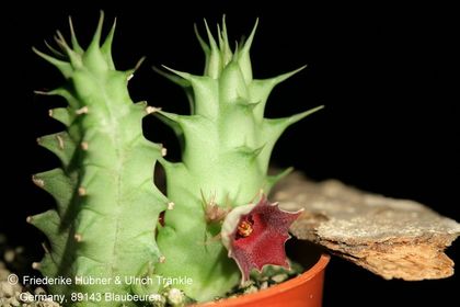 Huernia Specks 80 (McCoy, Saudi-Arabia) (FH08,079) 001 – Asclepidarium