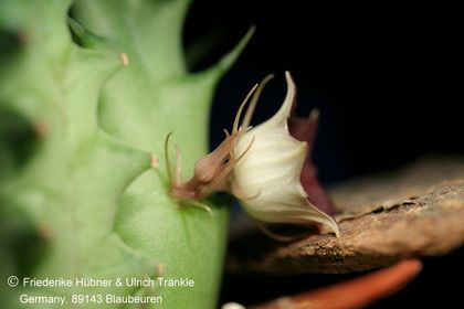 Huernia Specks 80 (McCoy, Saudi-Arabia) (FH08,079) 002 – Asclepidarium