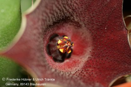 Huernia Specks 84 (FH08,080) 004 – Asclepidarium