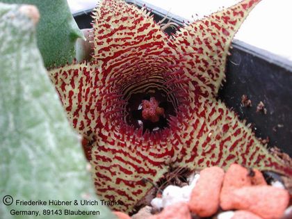 Huernia stapelioides 2 – Asclepidarium