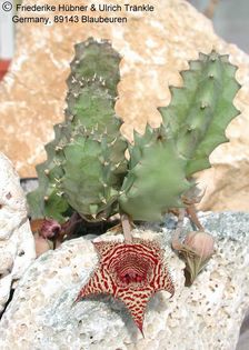 Huernia stapelioides Habitus – Asclepidarium
