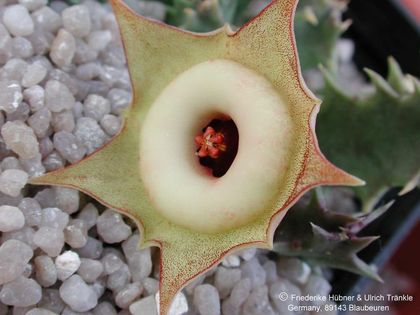 Huernia thudichumii Blüte nah 1 – Asclepidarium