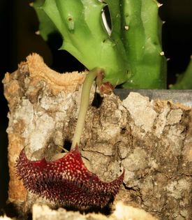 Huernia transmutata (FH06,099) 001 – Asclepidarium