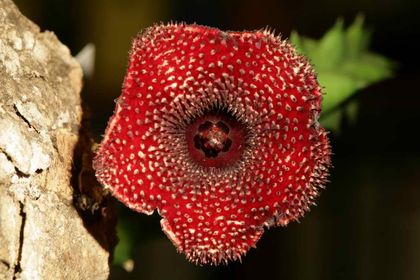 Huernia transmutata (FH06,099) 002 – Asclepidarium