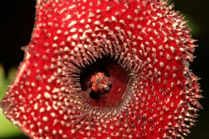 Huernia transmutata (FH06,099) 005 – Asclepidarium