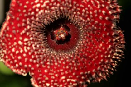 Huernia transmutata (FH06,099) 007 – Asclepidarium