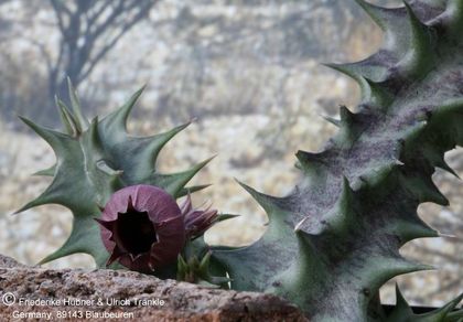 Huernia urceolata (FH05,090) 005 – Asclepidarium