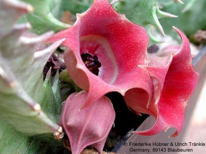 Huernia urceolata Hybride 2 – Asclepidarium