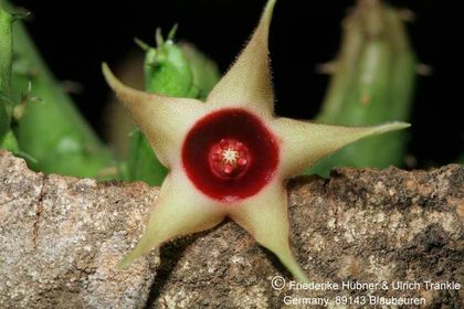 Huernia verekeri ssp pauciflora (FH07,150) 002 – Asclepidarium