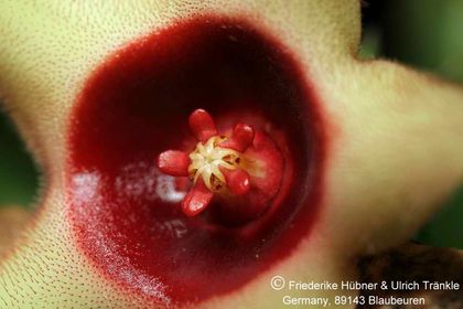 Huernia verekeri ssp pauciflora (FH07,150) 005 – Asclepidarium