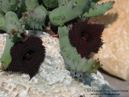 Huernia x pendurata Habitus – Asclepidarium