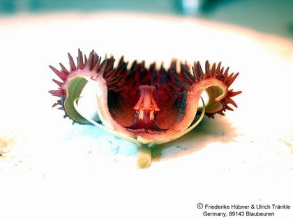Huernia x pendurata – Asclepidarium