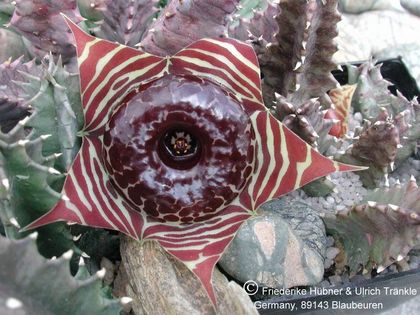 Huernia zebrina subsp magniflora 1 – Asclepidarium