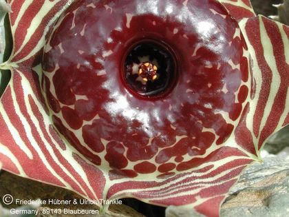 Huernia zebrina subsp magniflora 3 – Asclepidarium