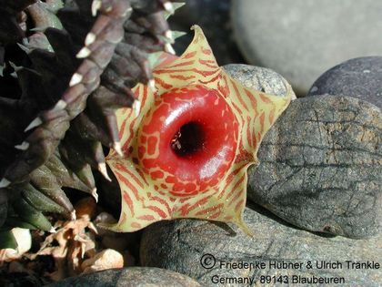 Huernia zebrina subsp. zebrina 2 – Asclepidarium