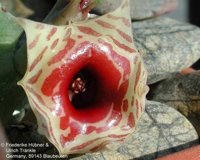 Huernia zebrina subsp zebrina 3 – Asclepidarium