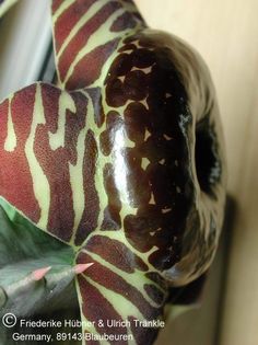 Huernia zebrina var. magniflora seitlich – Asclepidarium