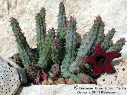 x Huernia pillansii x pendula 1 – Asclepidarium