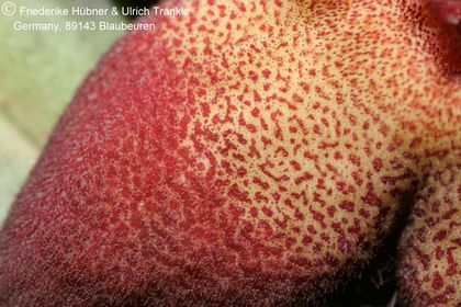Hoodia pedicellata x Tromotriche aperta (UTS05,077) 005 – Asclepidarium