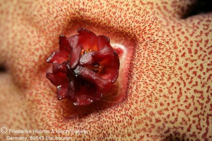 Hoodia pedicellata x Tromotriche aperta (UTS05,077) 006 – Asclepidarium