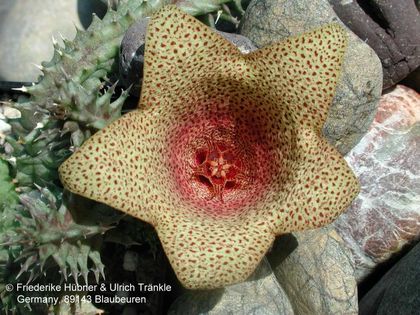 Huernia sp x Tavaresia barklyi 1 – Asclepidarium