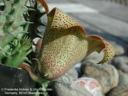 Huernia sp x Tavaresia barklyi 2 – Asclepidarium