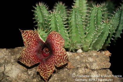 Huernia zebrina ssp magniflora x Tavaresia barklyi (FH05,148) 001 – Asclepidarium
